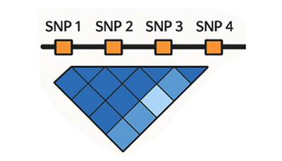 HLA & 하플로타입 분석